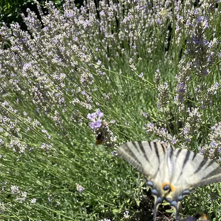 Karst House Mediteranean Slovenia * Dutovlje