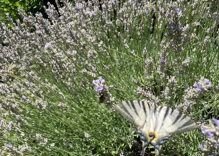 Karst House Mediteranean Slovenia * Dutovlje